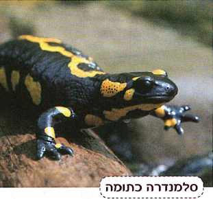 (בספר תמונה:) סלמנדרה כתומה